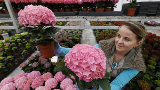 Toekomst bloemensector staat op het spel: 'Bloemen zijn emotie!'