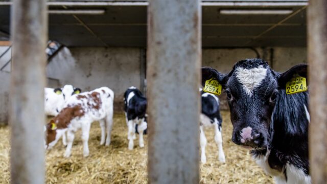 Podcast De Dag: hoe piepjonge kalfjes - nog steeds - naar Nederland komen