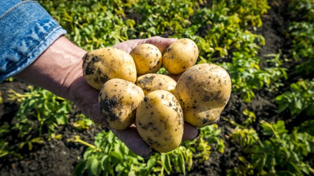 Boeren niet blij met kalenderlandbouw: 'Kunnen ons boerenverstand niet gebruiken'