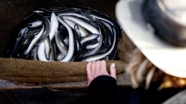 Kunnen we de natuur redden van de mens?