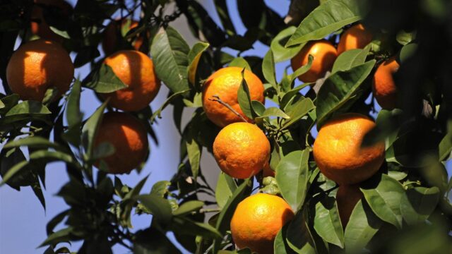 Zuur nieuws: mogelijke citrus-apocalyps zet Spaanse boeren op scherp