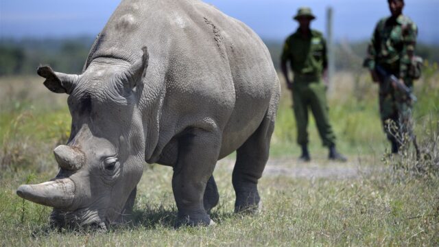Wie redt de laatste neushoorns? 'Stropers kunnen de beste rangers worden'