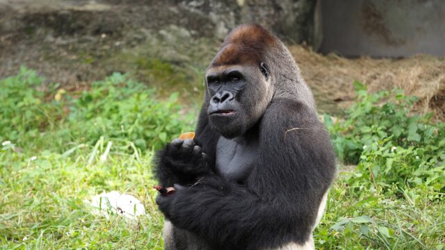 Hoe Wordt Een Leider Van Een Groep Gorillas Genoemd