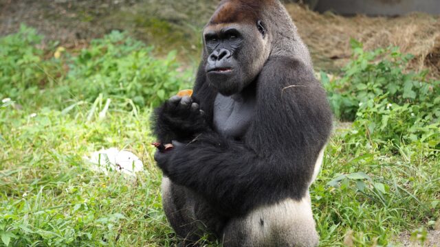 Hoe kies je de beste leider voor een groep gorilla's?