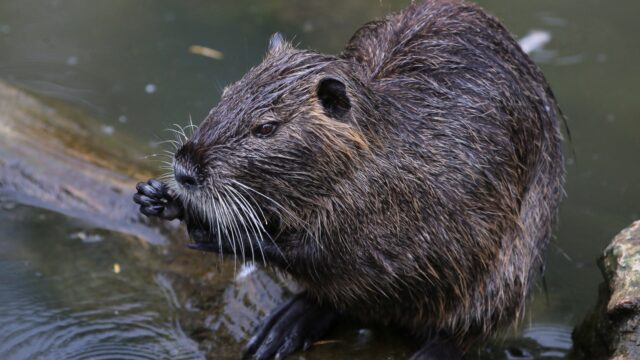 Gaat het te goed met de bever?