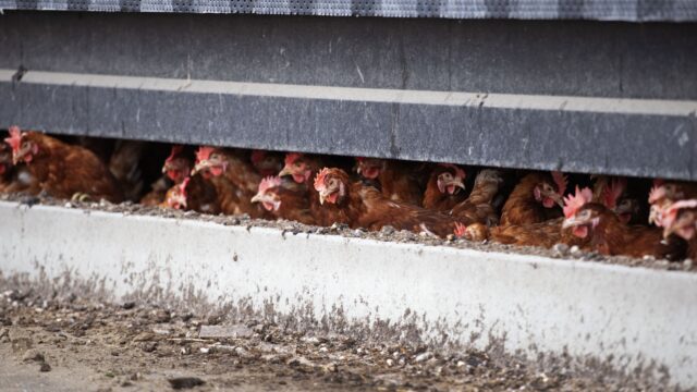 Moeten we ons zorgen maken over een menselijke variant van de vogelgriep?