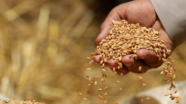 Kilo tomatenzaad duurder dan kilo goud: 'Dat trekt criminelen aan'