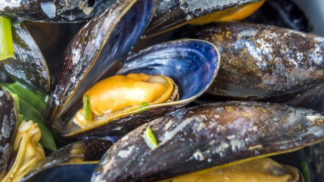 Waarom gaat het dit jaar zo goed met de mossel?