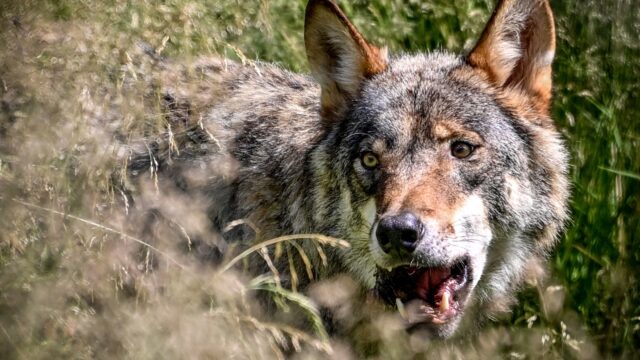 Wolf nog altijd veel banger voor de mens, blijkt uit dit onderzoek