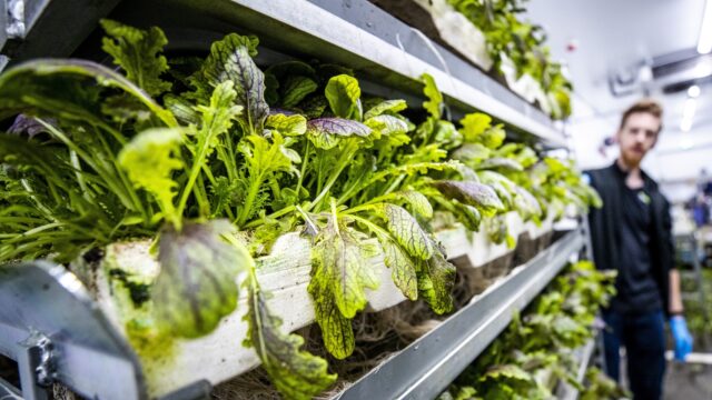 Verticale landbouw: de toekomst van voedselproductie in Nederland?
