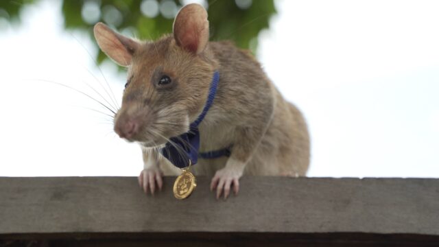 Eerste muis met twee vaders leeft tot volwassenheid