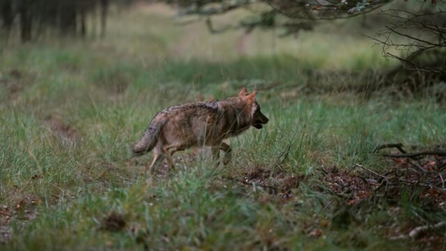 Heeft de wolf invloed op het voorkomen van de teek en de Lyme-bacterie?