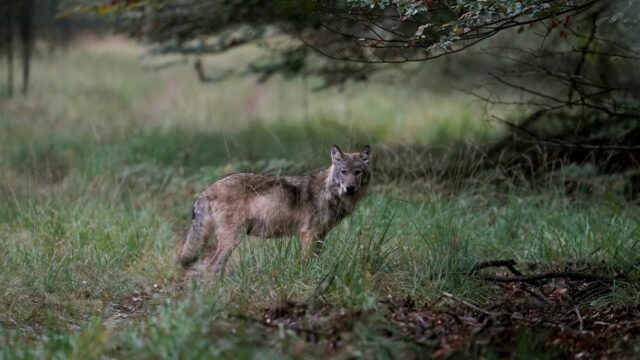 Stand.nl: 'Nederland is te klein voor de wolf'