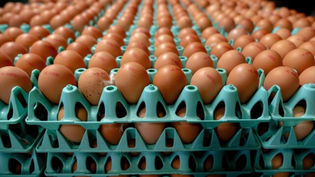 Aftrap proef met vogelgriepvaccin: 'Zorgvuldigheid voor snelheid'