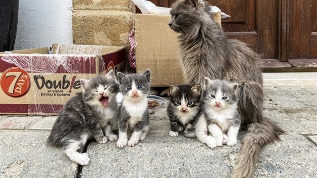 Dringend advies na geboortegolf katten: 'Verplicht castratie en sterilisatie'