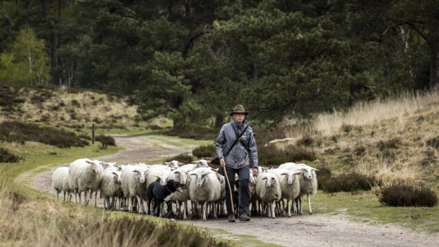 Gevolgen blauwtongvirus zijn enorm voor schaap, boer en natuur