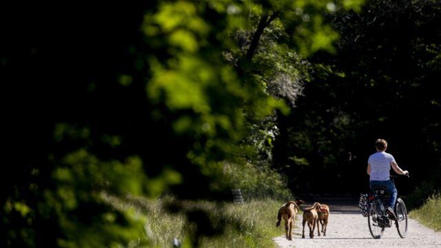 Harde roep voor groenere steden: 'Mensen zijn bang voor een boom'