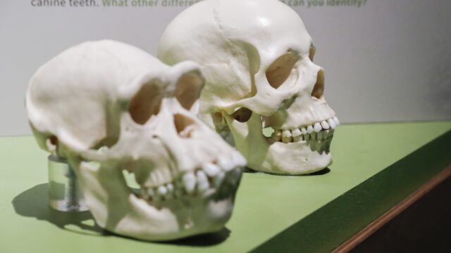 Evolueert de mens ook in mentaal of moreel opzicht?