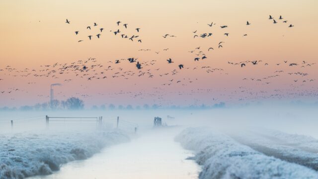 Trekvogels versus rondtrekkende mensen: 'Kunnen we als mens tussen twee werelden leven?'
