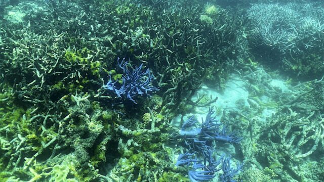 Steeds vaker wordt AI ingezet bij de bescherming van de natuur