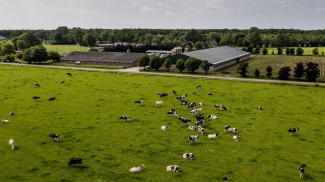 Gemeenten zijn bang voor afhakers bij uitkoopregeling veehouderij