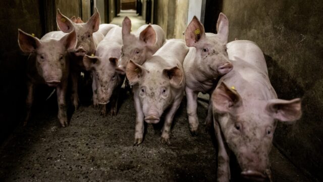 Varkensboer legt uit waarom hij een veeprikker gebruikt
