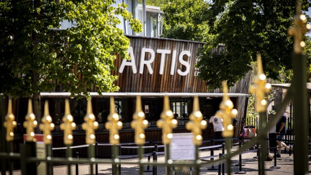 'Er zijn nooit onderduikers opgepakt in Artis'