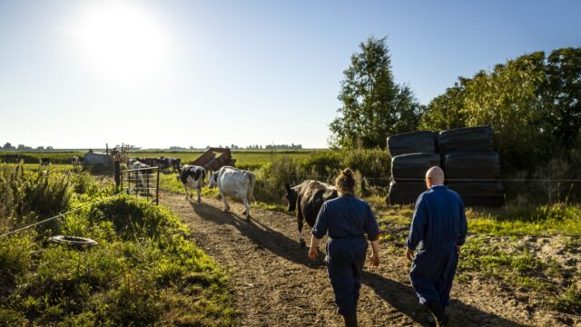 Boeren angstig voor natuurherstelwet. ‘Lijkt alsof wij van onze grond verdreven worden’