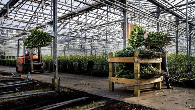 Omwonenden Drentse bollenteelt bezorgd over 'bollengif'