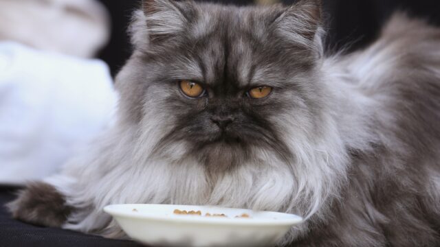 Hoe lang mag de snuit van een kat zijn? 'Tijd voor richtlijnen'