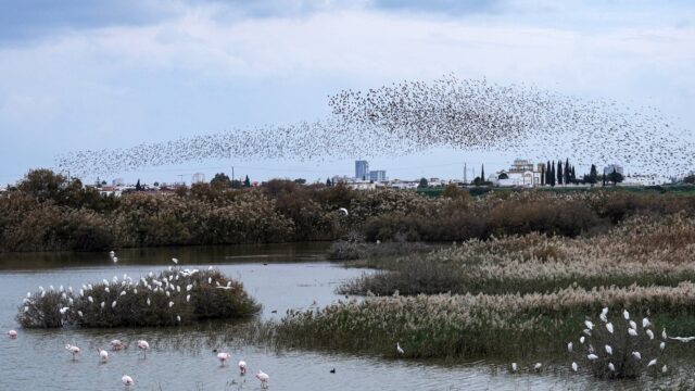 Zangvogels illegaal gevangen en gedood op Cyprus: 'We merken dat het slechter gaat'