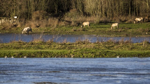 Waterbedrijven: onbekend welke gifstoffen van industrie in de Maas worden geloosd
