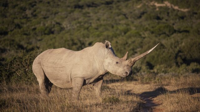 Fokken, bewaken, fotograferen: wat helpt nu echt om de neushoorn te beschermen?