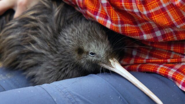 Kiwi's geboren: een teken van veerkracht