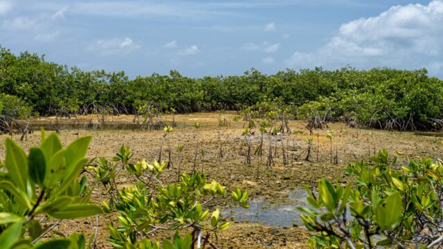 Gevolgen klimaatcrisis Caribisch gebied: 'Verschil in bescherming is krankzinnig'