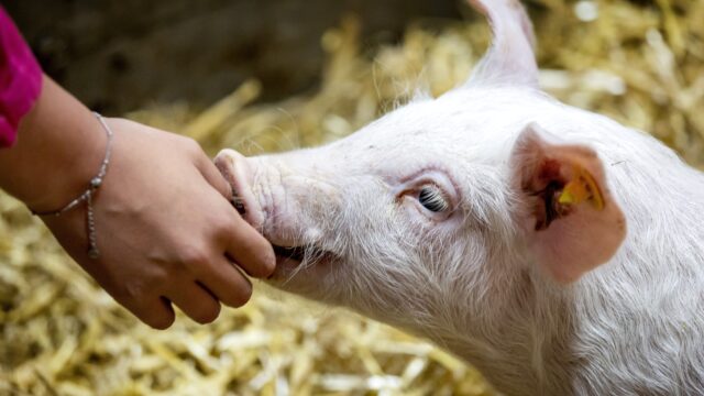 Urgenda wil boeren 1000 euro per hectare per jaar betalen