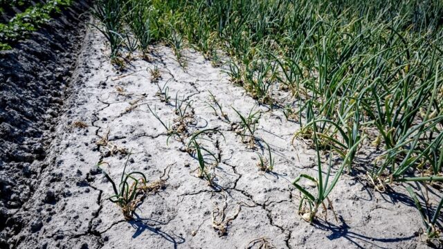 Stand.nl: 'Het droogterecord is alarmerend'