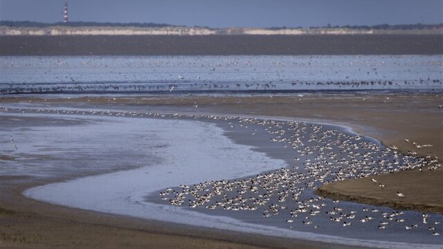 Stand.nl: 'We moeten de Waddenzee veel beter beschermen'