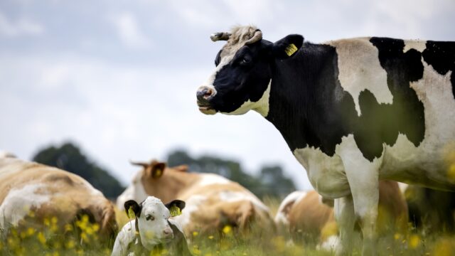 Deze boer wil van de banklening af en verkoopt daarom zelf obligaties