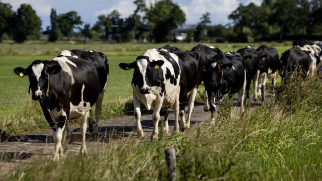 Rauwe melk duurder door extra controles