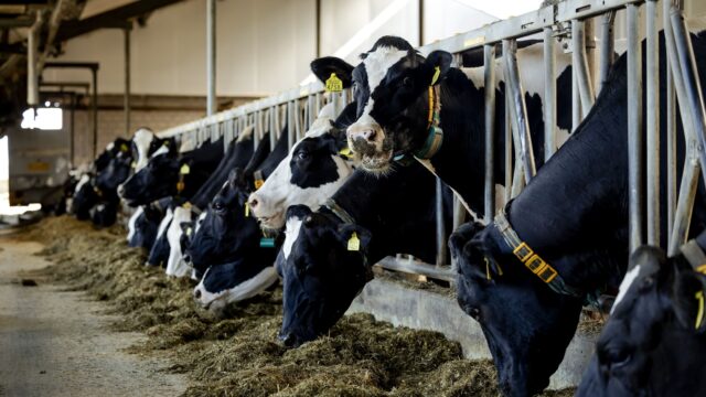 Jonge boeren: huidige stikstofplannen onvoldoende voor onze steun