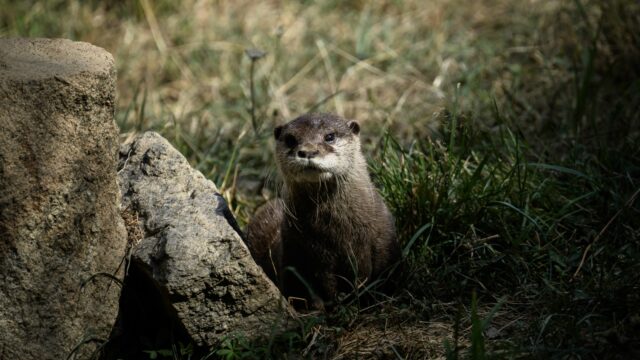 Hoeveel wilde zoogdieren wonen er in Nederland?