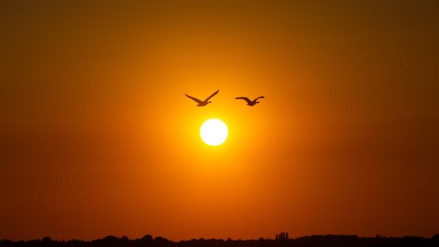 Hoe vinden trekvogels de weg?