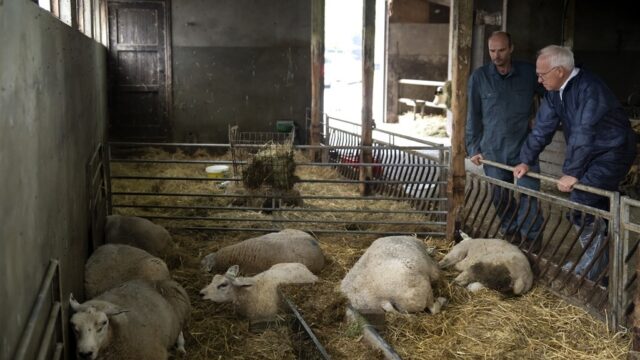 Veearts over blauwtongvirus: 'Dat het zo erg zou zijn, hadden we niet zien aankomen'