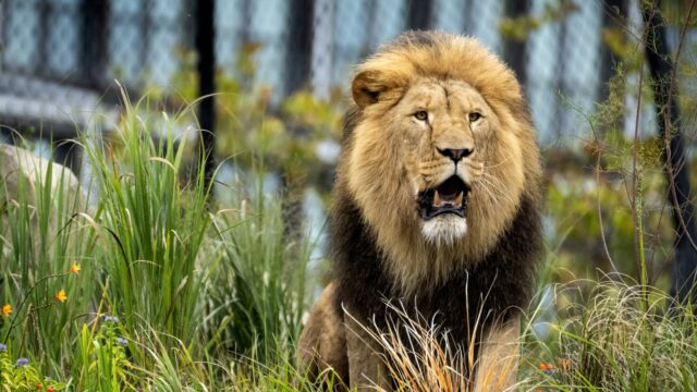 Podcast de Dag: dierentuin zo(o) ouderwets?