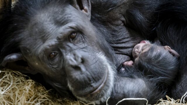 Opgroeien in Burgers' Zoo: 'We hadden altijd chimpansees, panters en tijgers in huis'