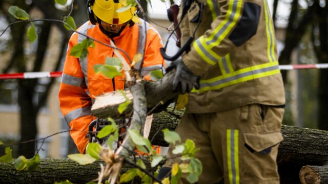 Steeds meer gewonden door omvallende bomen, hoe kan dat?