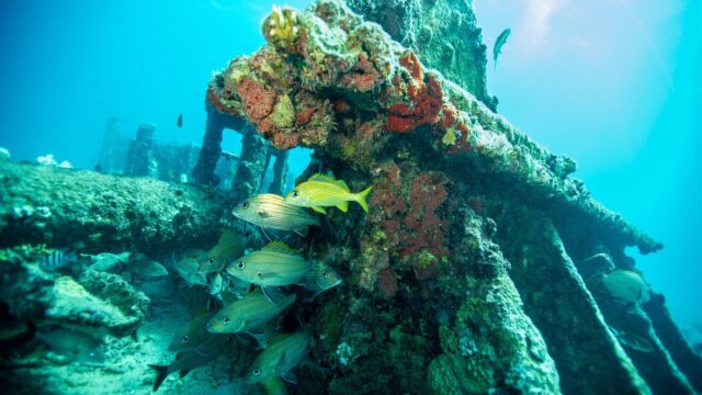 Vermiste scheepswrakken mogen niet meer opgedoken worden: 'We zijn geen halve zeerovers'