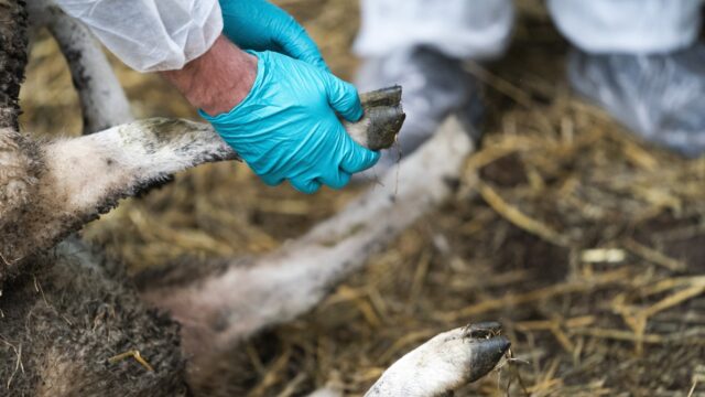 Vaccin tegen blauwtongvirus beschikbaar: 'Ik deed een vreugdedansje'