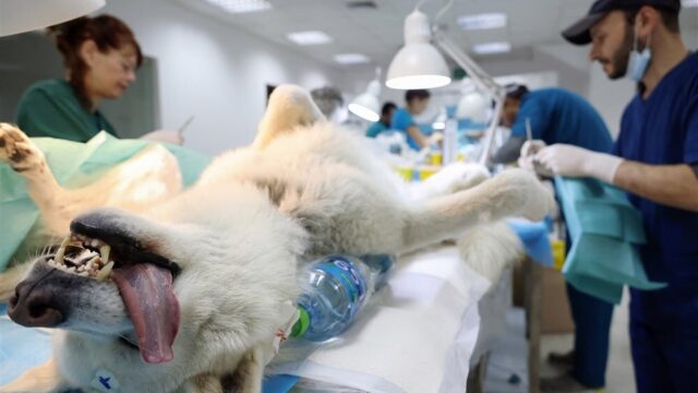 Stand.nl: 'De dierenarts is veel te duur geworden'